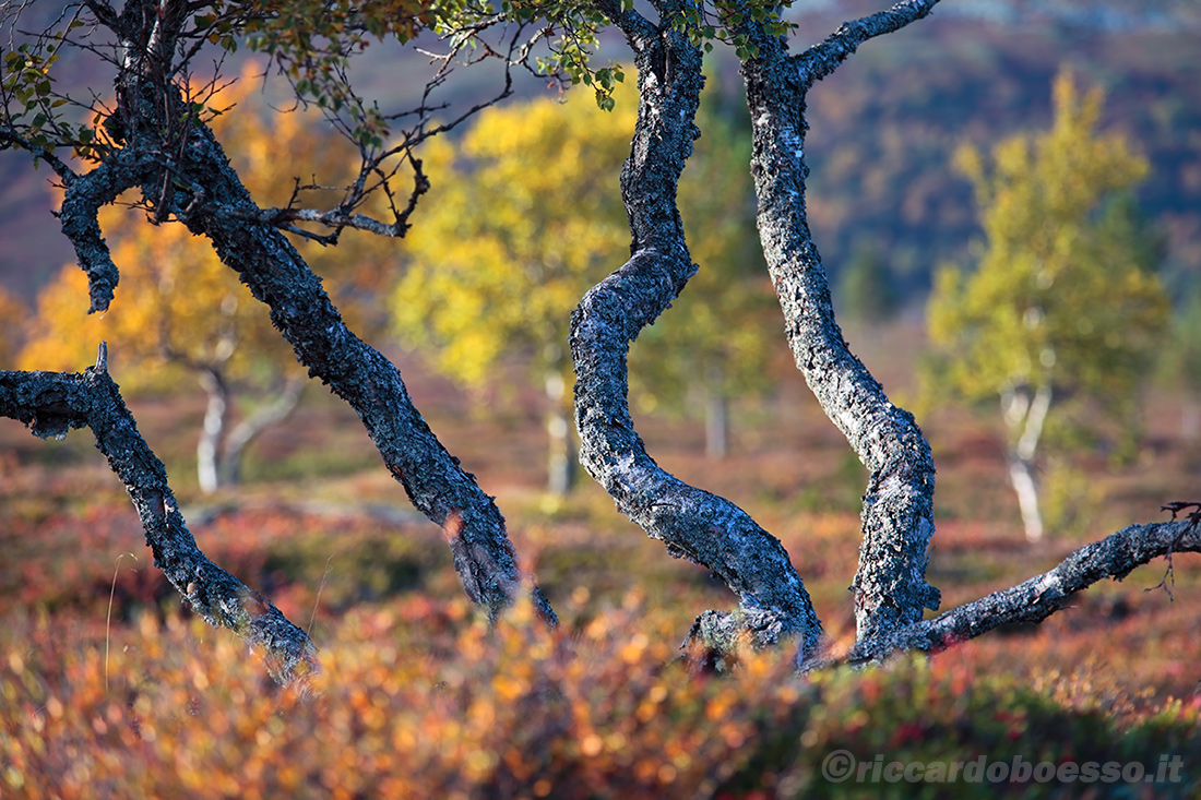 Swedish fall