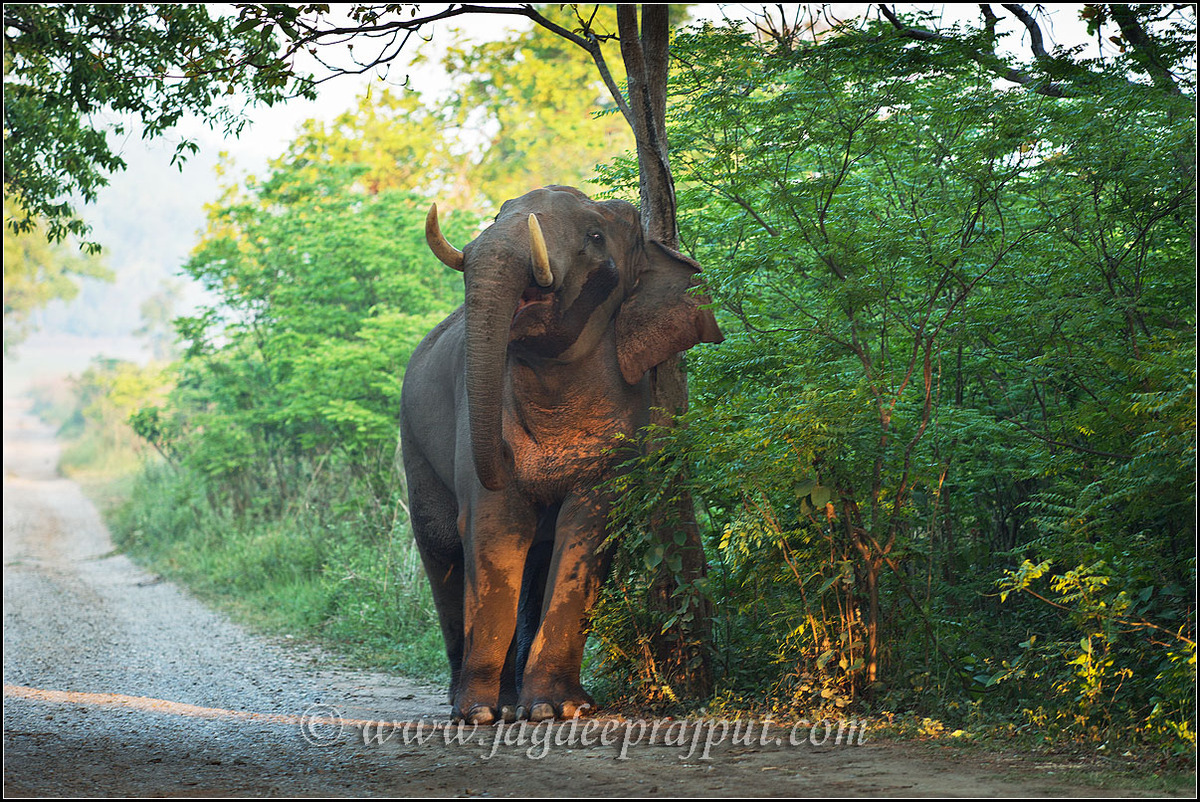 Masth Elephant