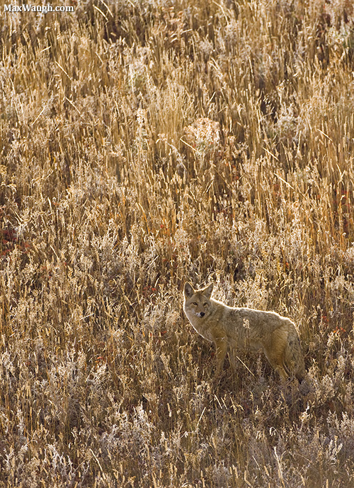 Autumn Coyote