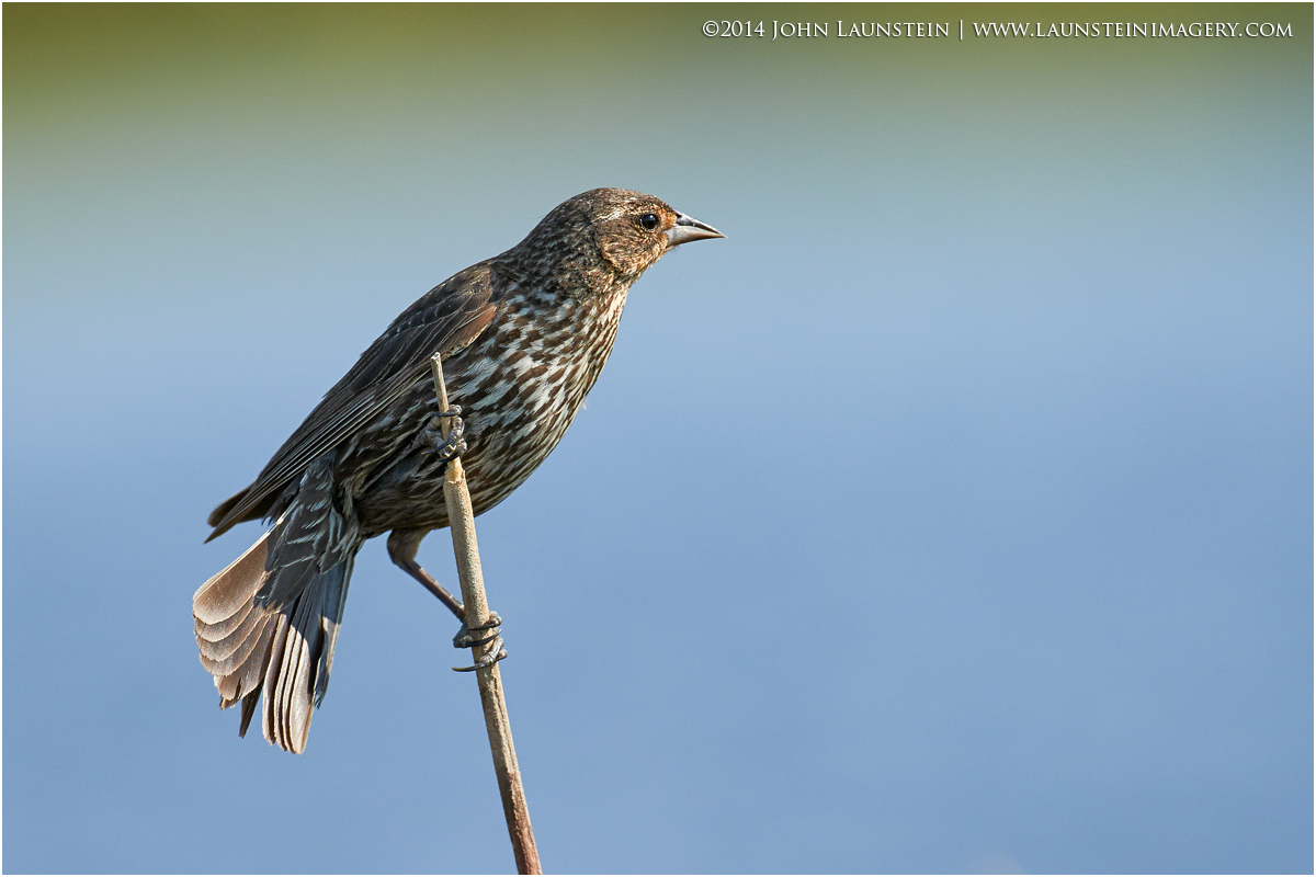 Female Blackbird