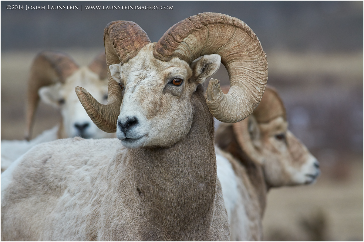 Bighorn Trio