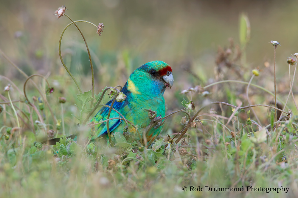Mallee Ringneck