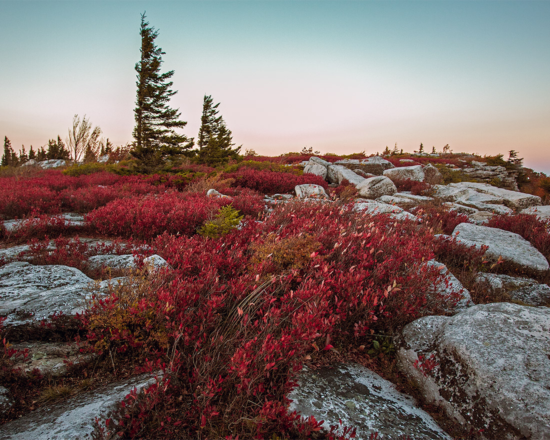 Red autumn