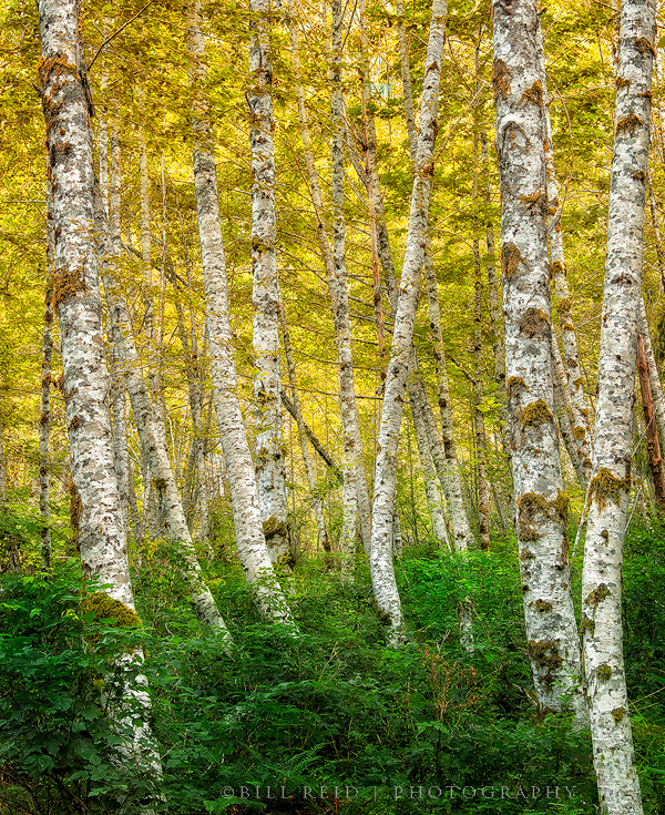 Alder Grove