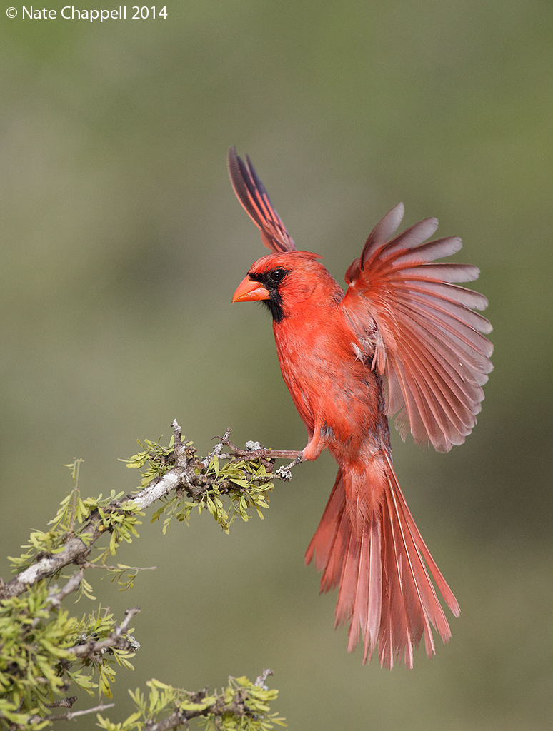 Cardinal Landing