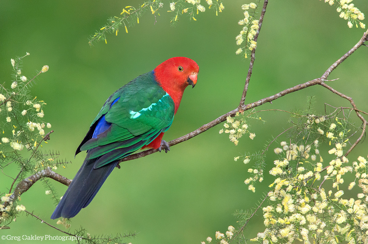 Australian King-Parrot