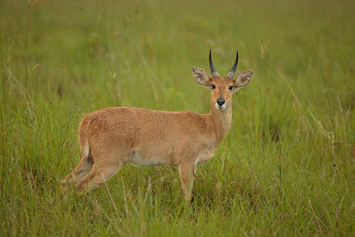 Bohor Reedbuck