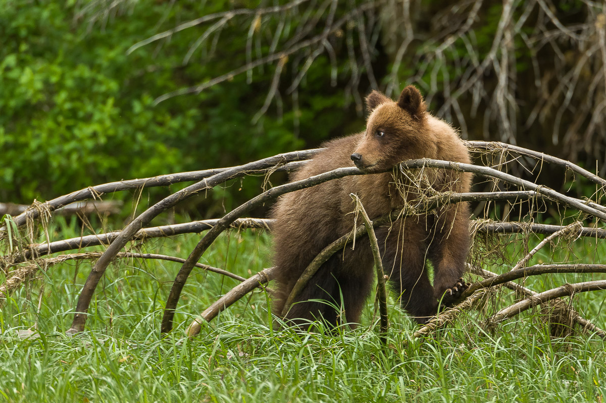 Grizzly Bear Cub