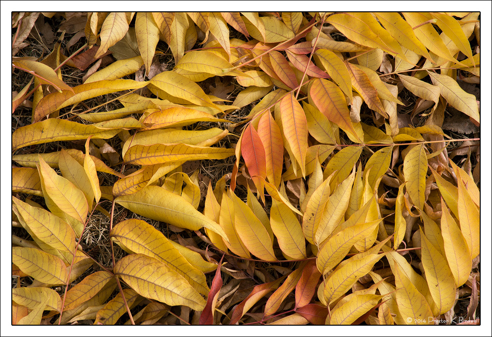 Autumn Pattern