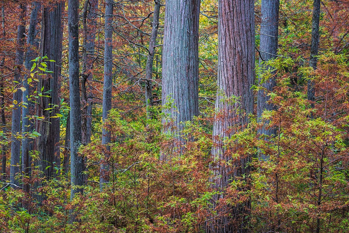 Old growth, new growth