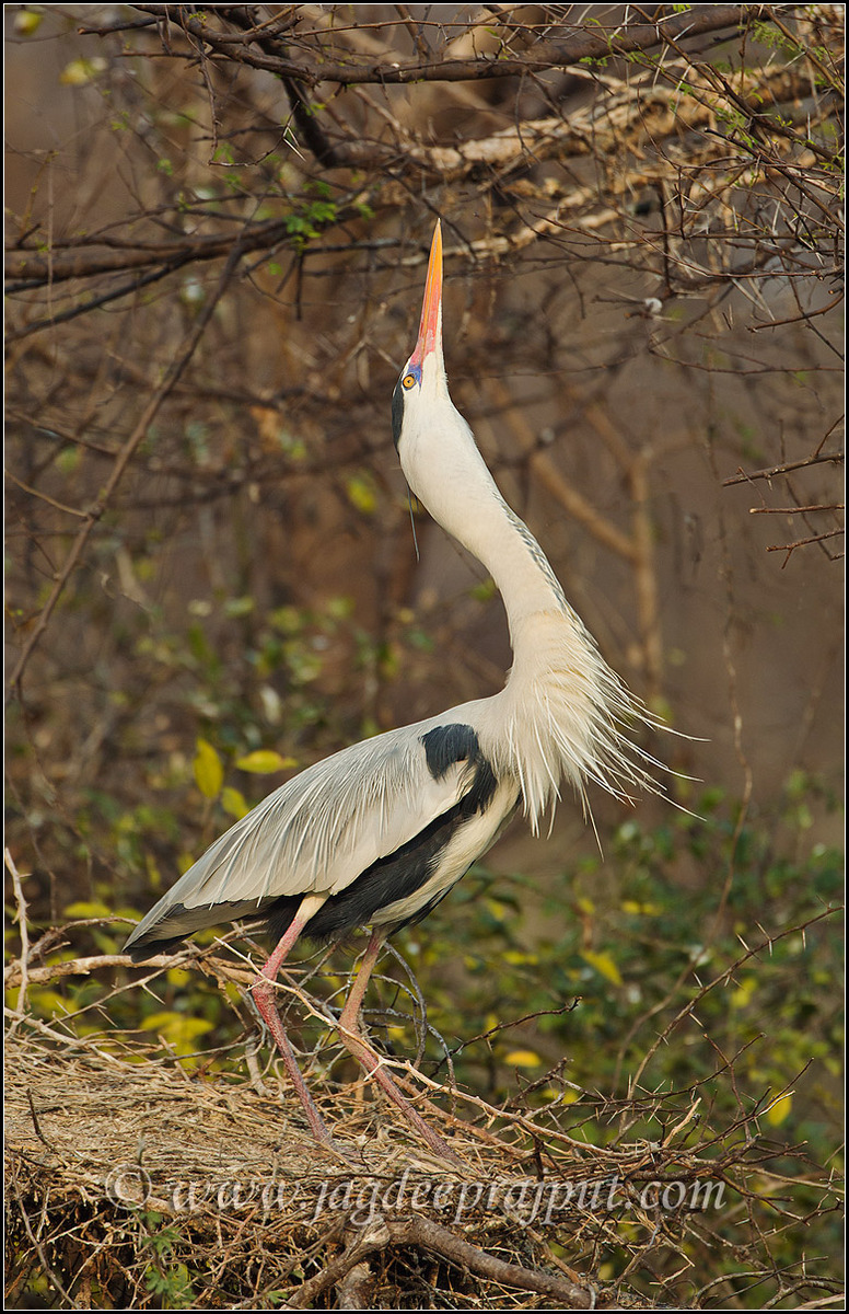 Courtship display