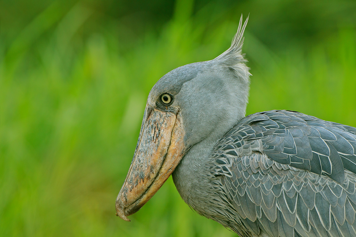 Shoebill