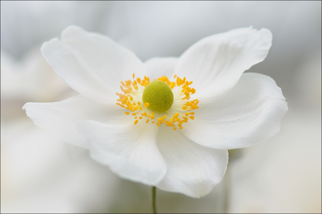 Anemone Clouds