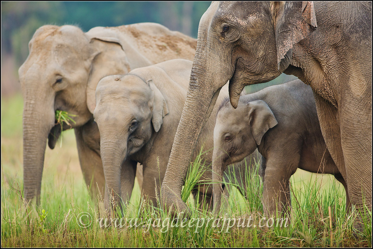 Elephants in the meadows