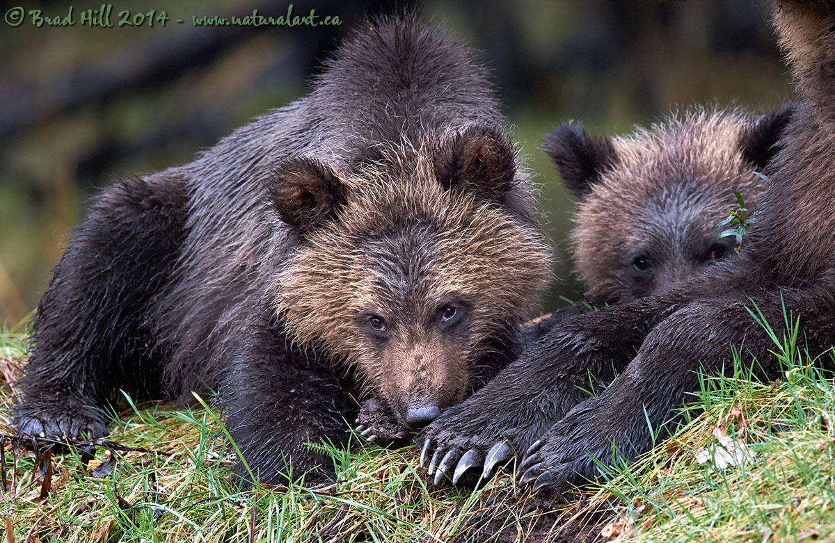 Bear Personalities I