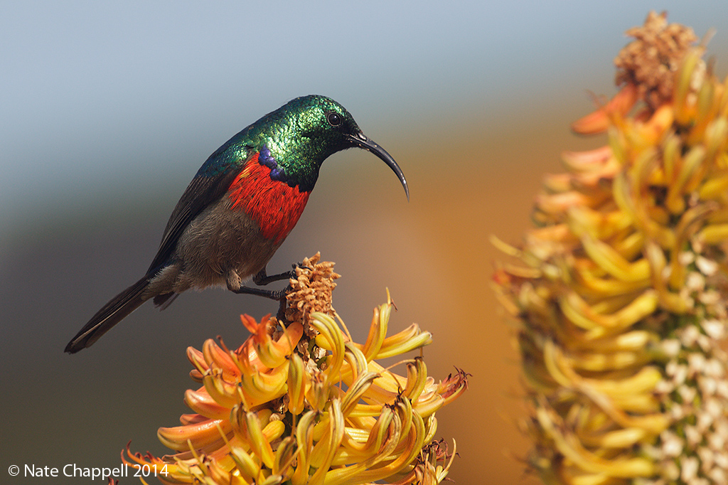 Double-collared Sunbird