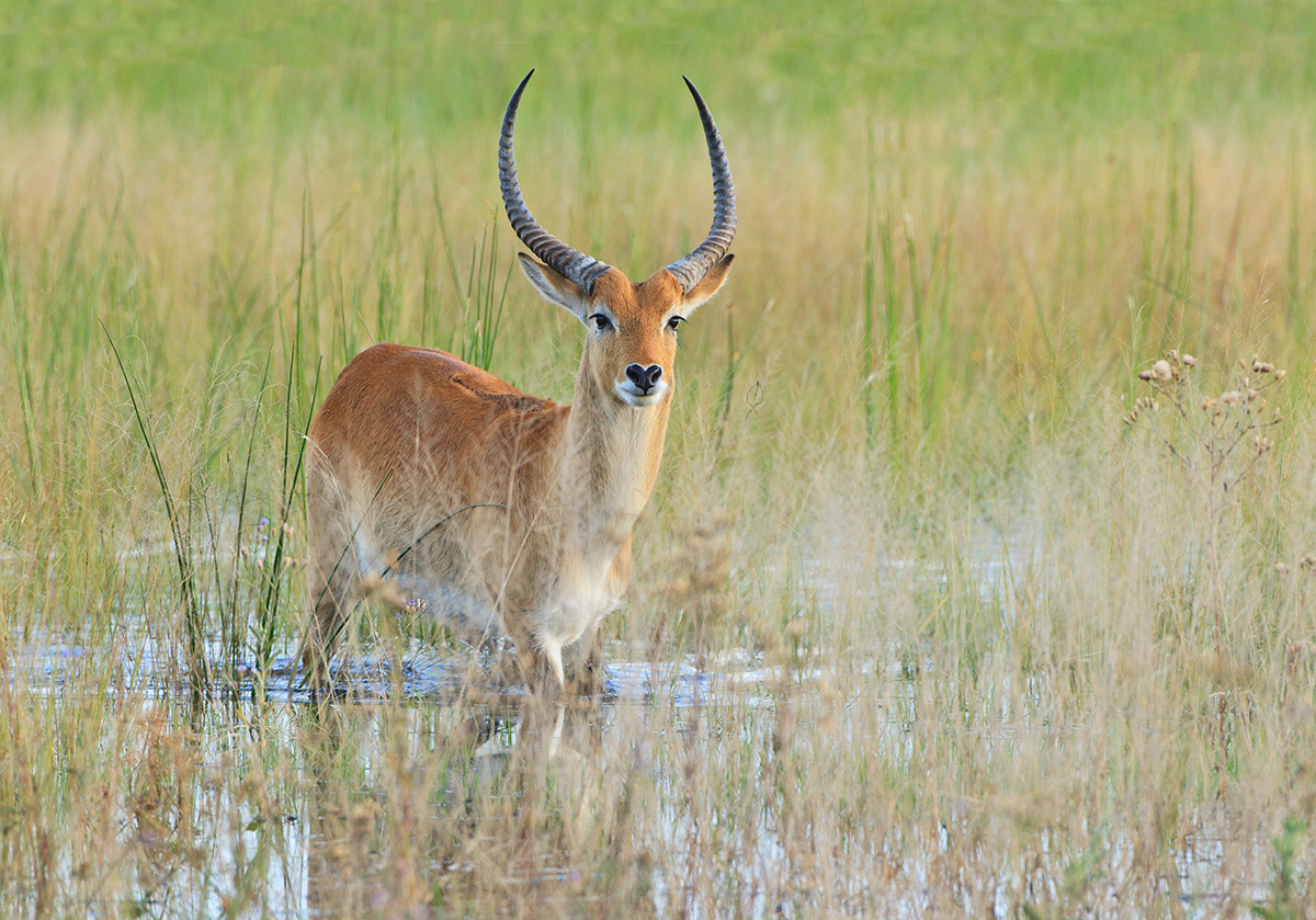 Red Lechwe