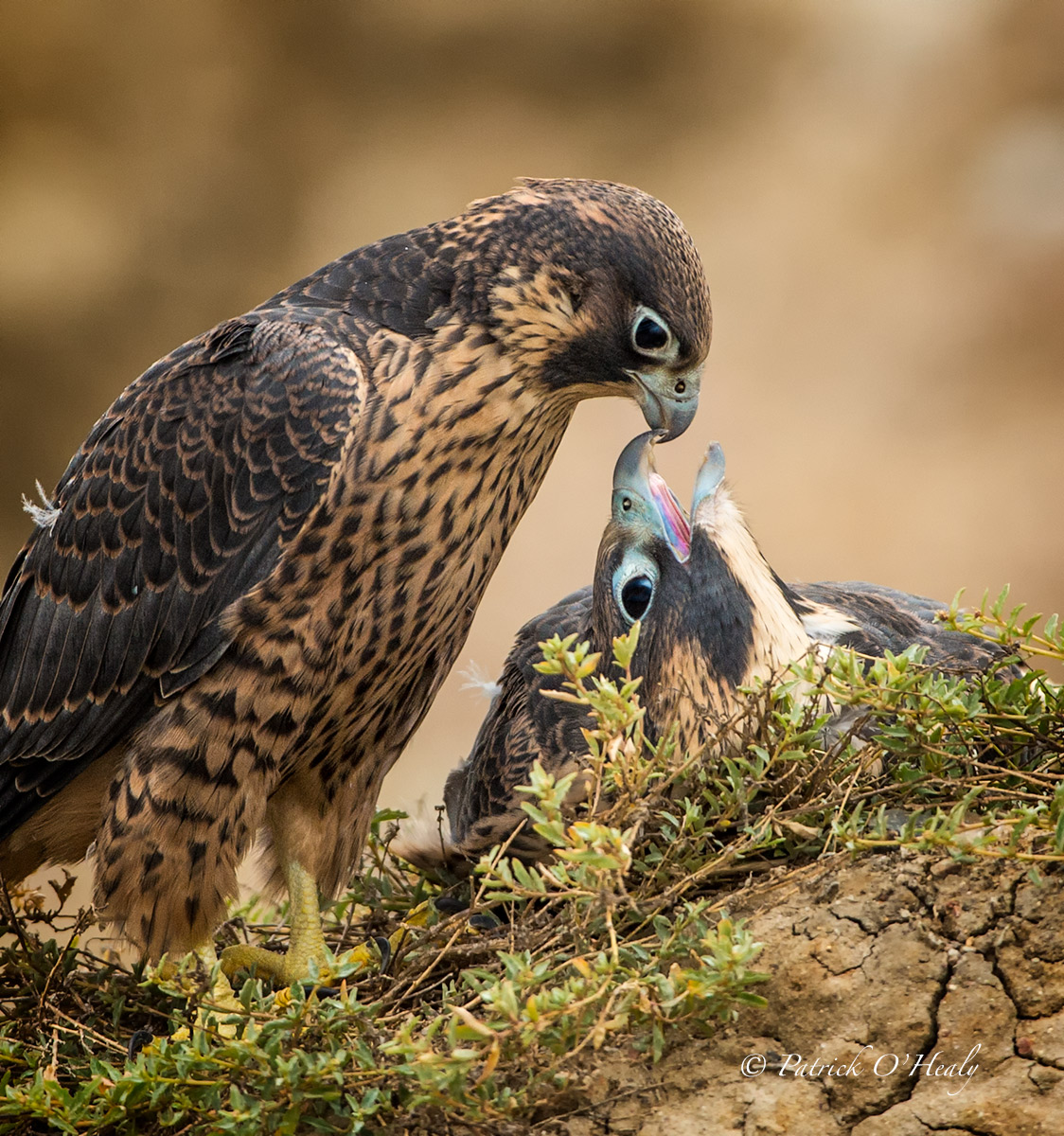Peregrine Falcon Fledges