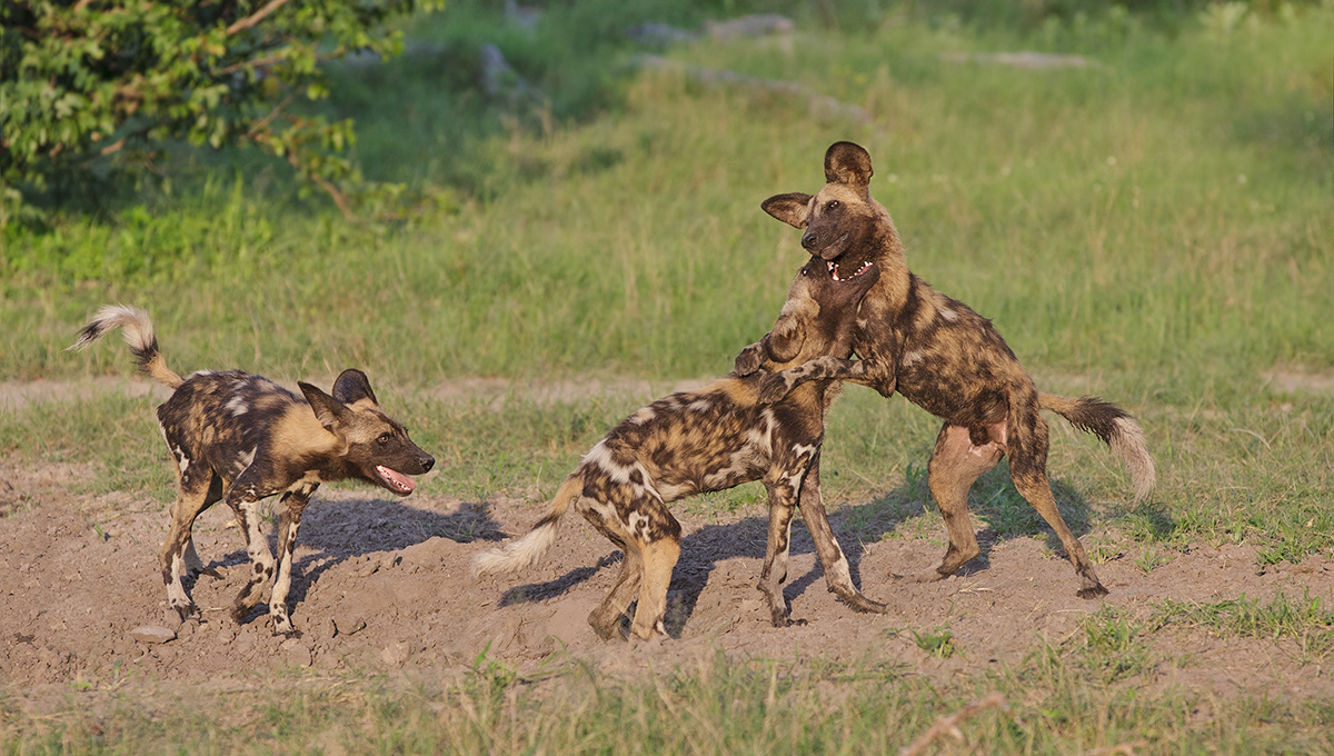 Wild Dog Play