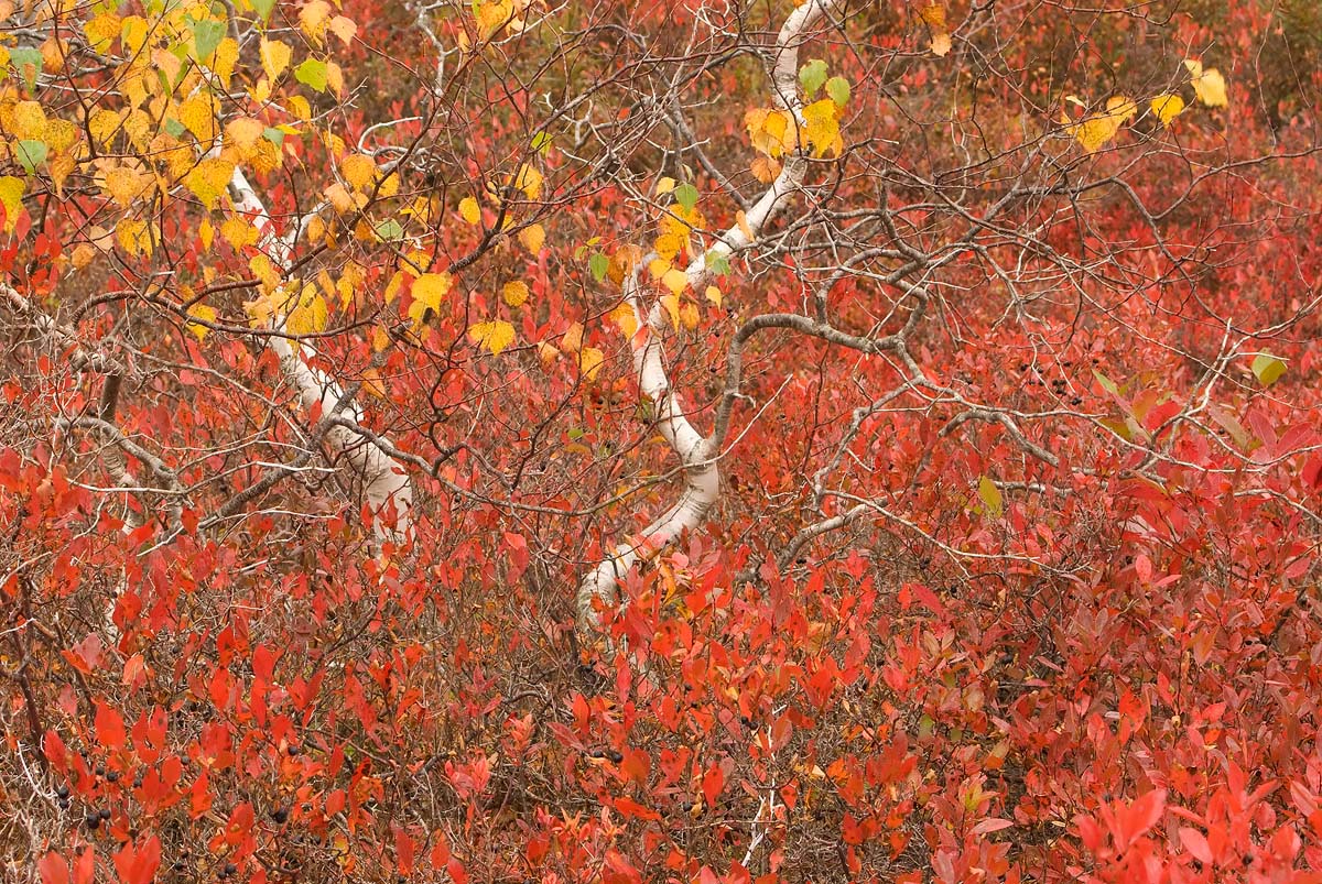 A Sea Of Crimson + repost