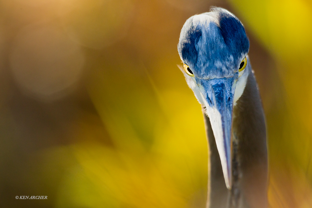Great Blue Heron