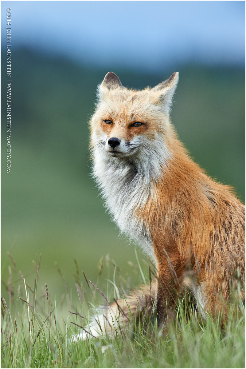 Red Fox Vixen Portrait 2
