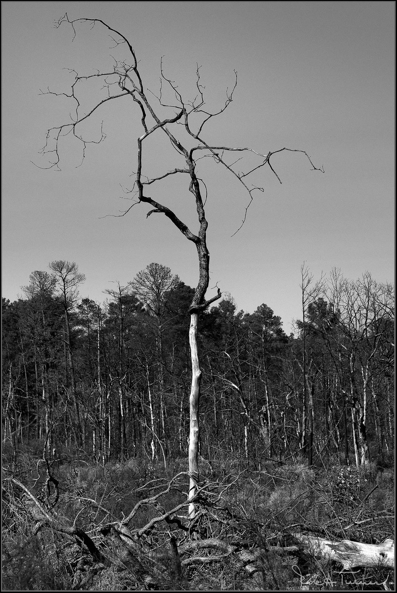 Last Tree Standing