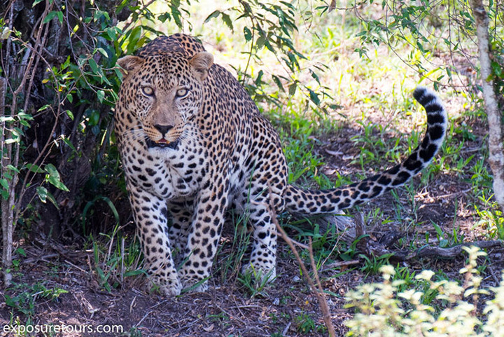 Leopard