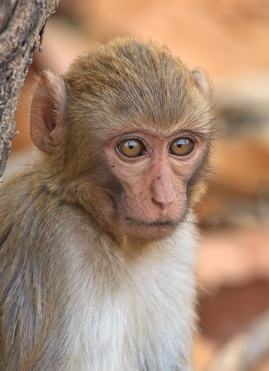 Young Rhesus Monkey