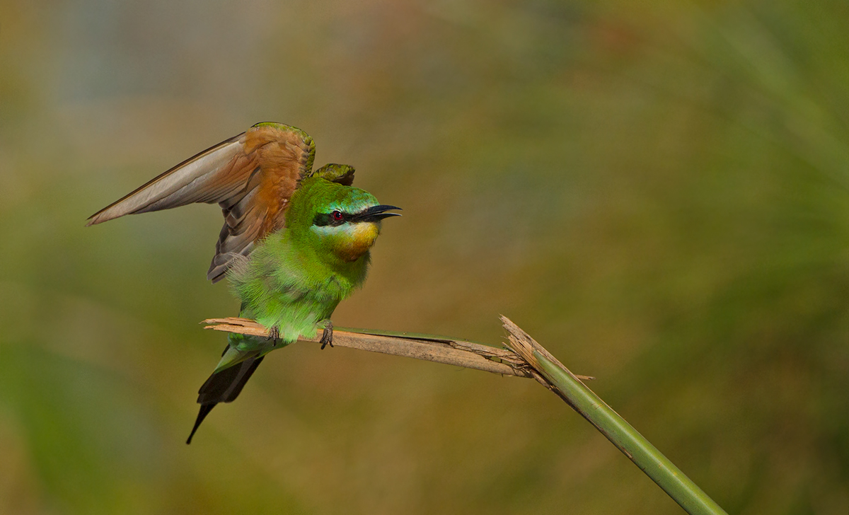Blue Cheeked Beeeater