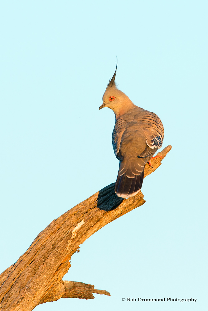 Crested Pigeon