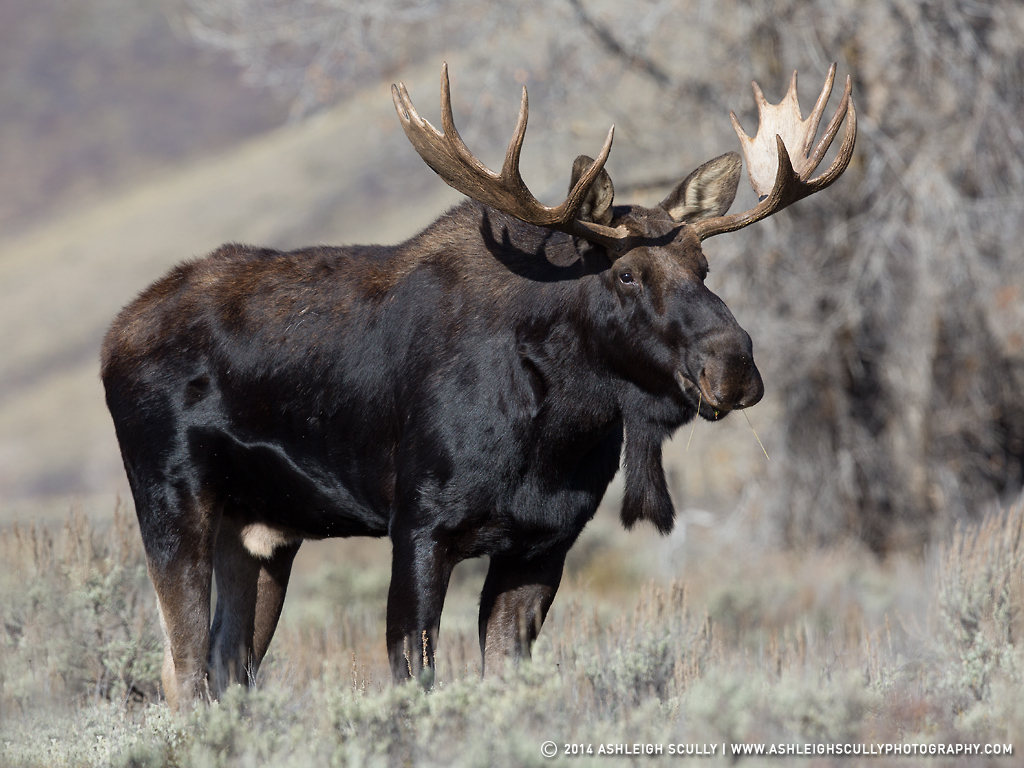 Chocolate Moose