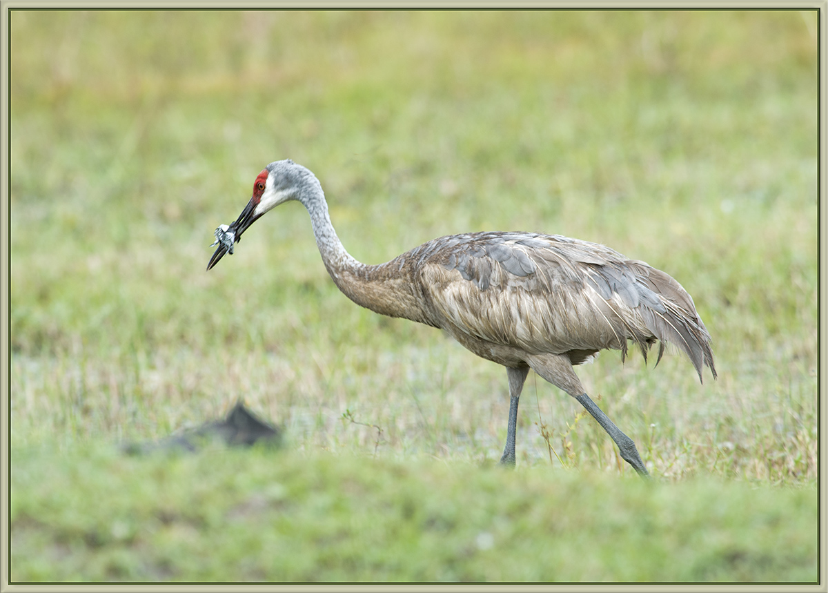 Ensnared Sandhill 