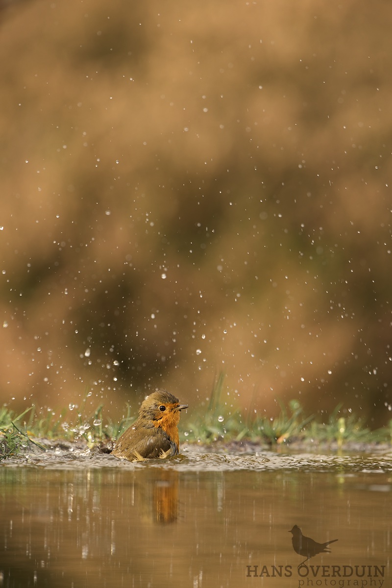 Bathing Robin