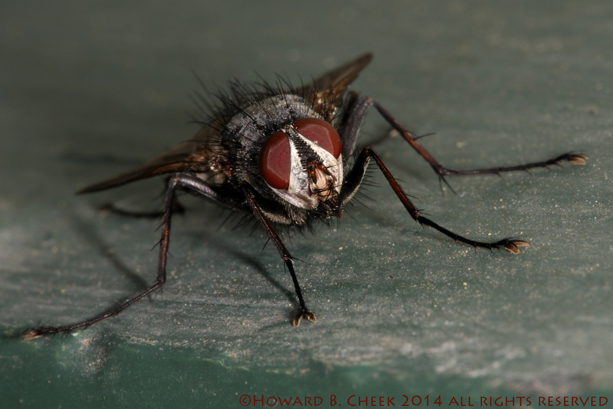 The Fly