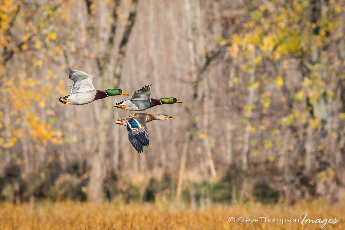 Mallards In Fall Flight