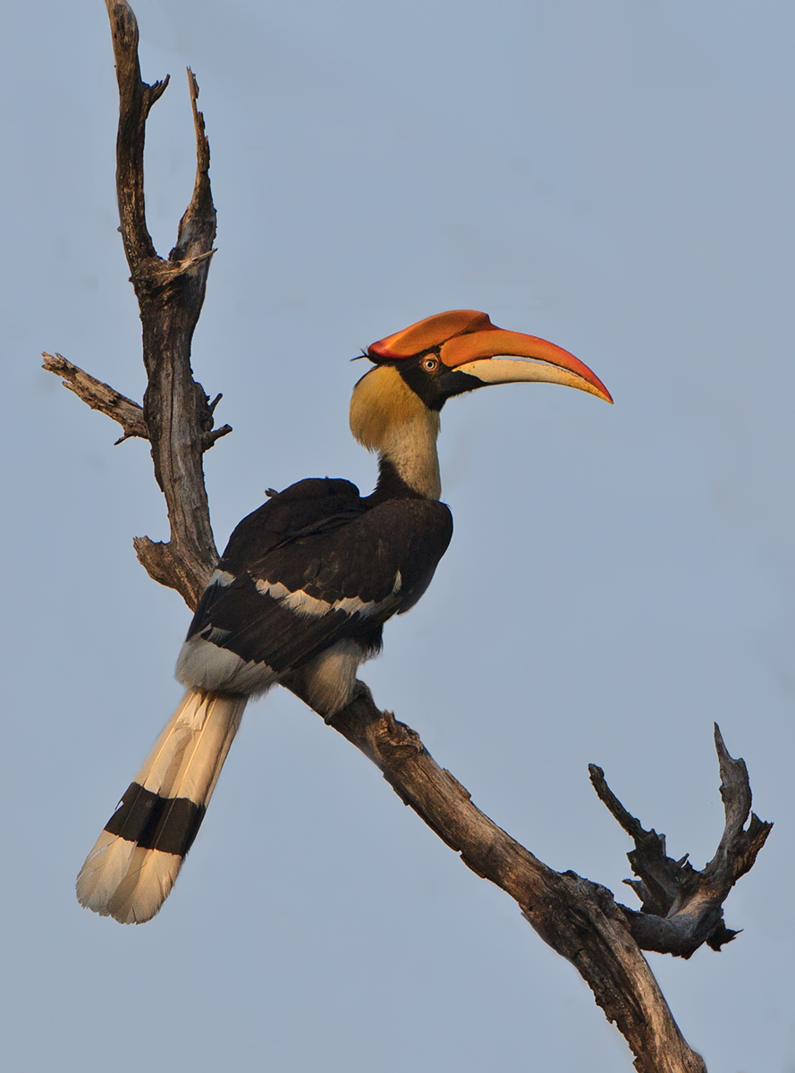 Giant Hornbill