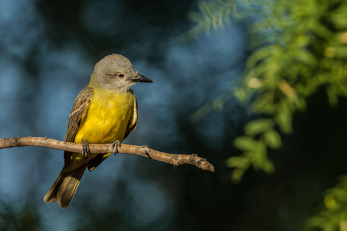 Tropical Kingbird