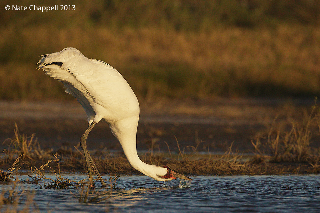 Whooping Crane Drinking