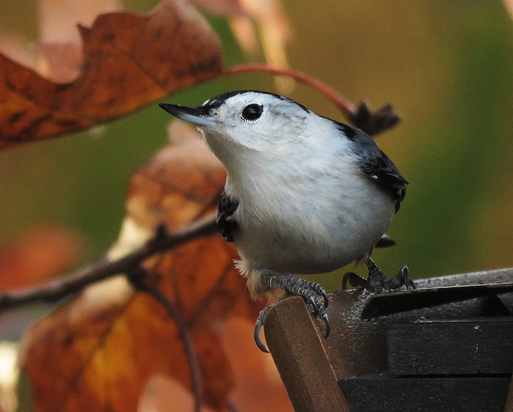 Nuthatch