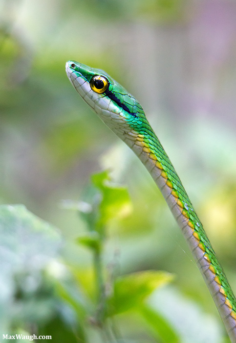 Parrot Snake