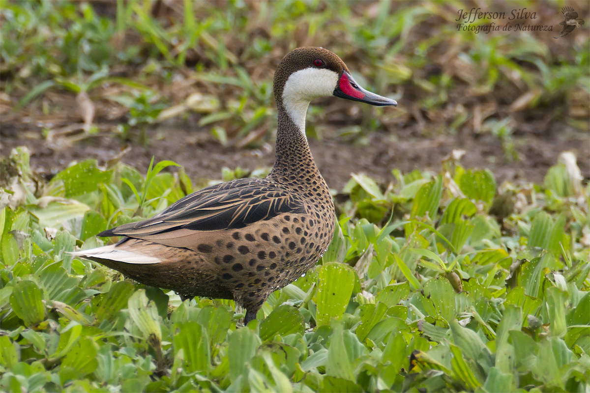 White-cheeked Pintail