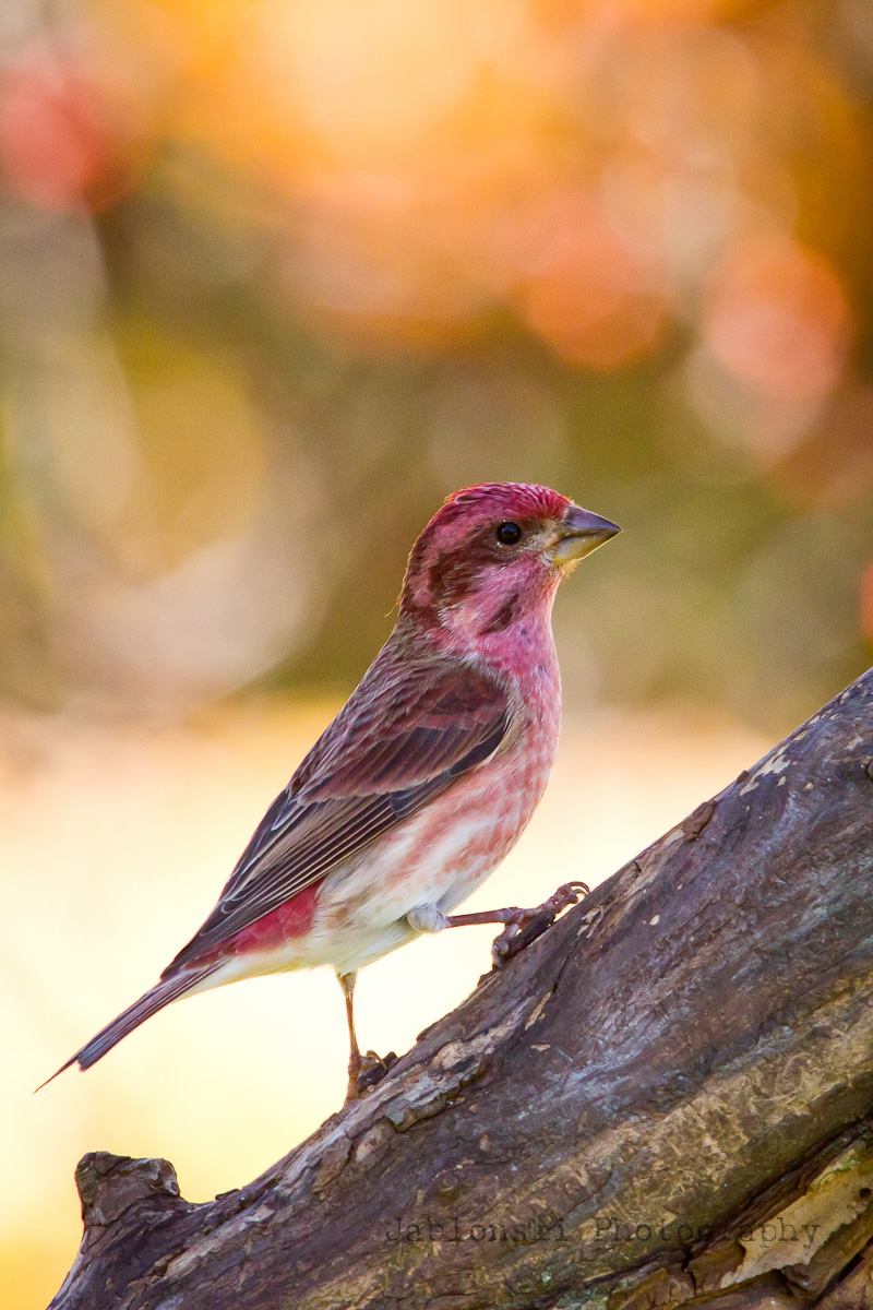 Purple Finch