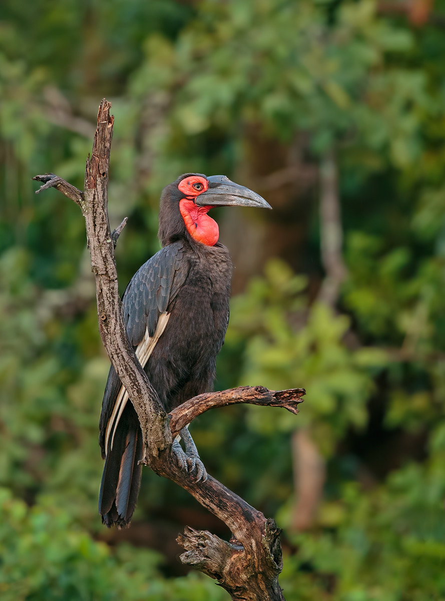 Ground Hornbill