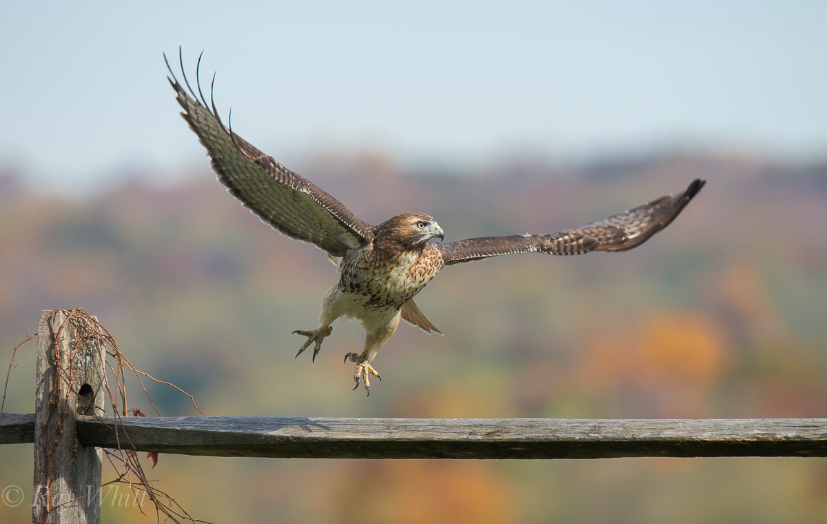 Red-tail Take-off