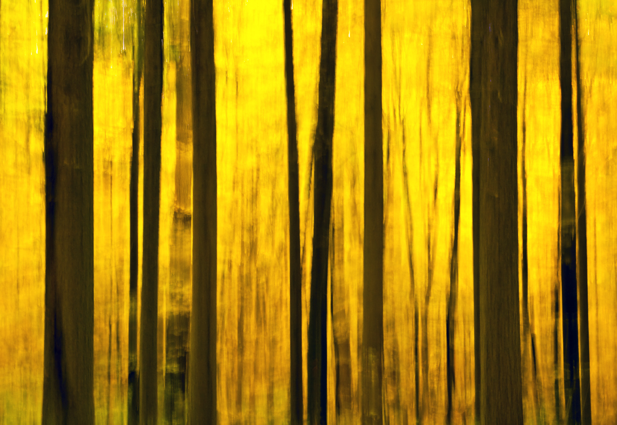 Golden Forest