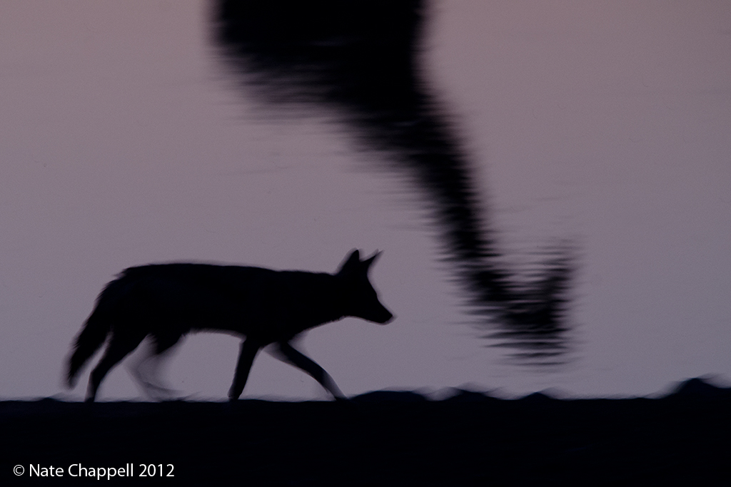 Twlight at the Waterhole