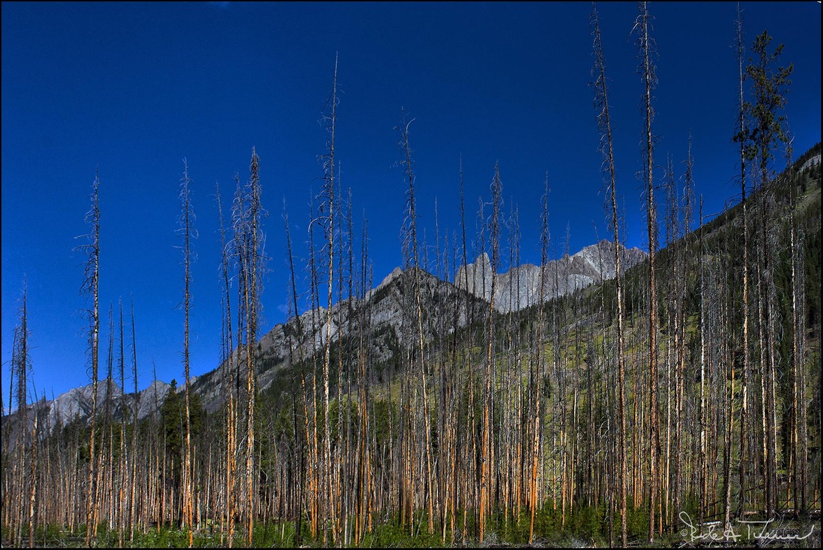 Canadian Wildfires