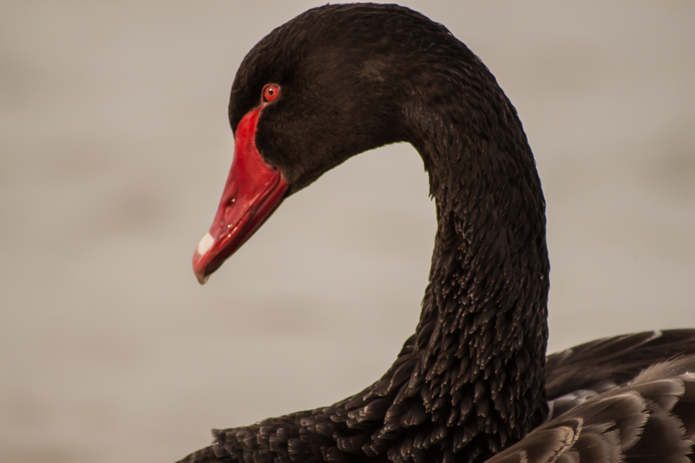 Black Swan