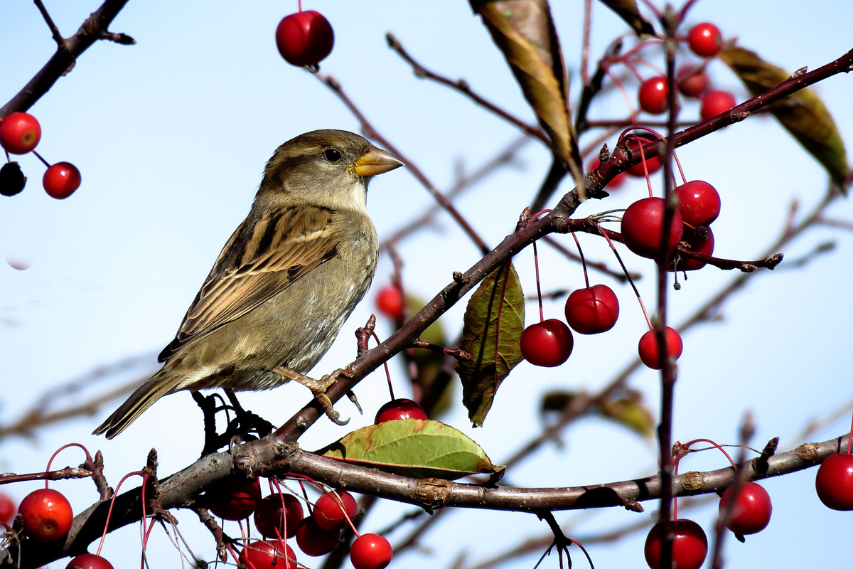 House sparrow